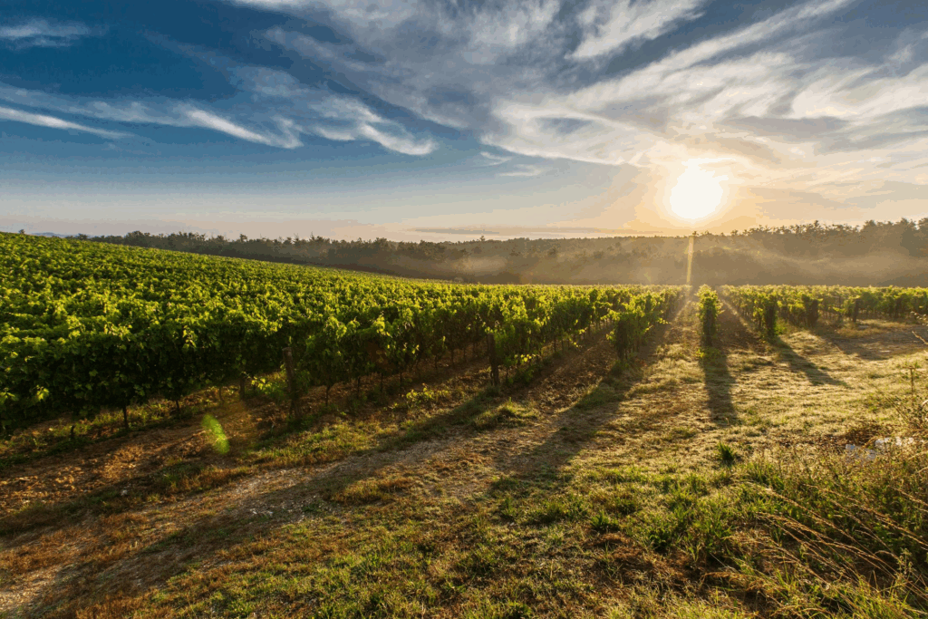 Sun dappled vineyards abound in Tuscany, Italy.