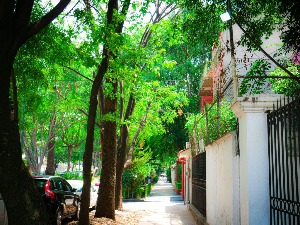 Tree-lined street in Polanco, Mexico City, setting the scene for a luxury shopping experience with a personal stylist